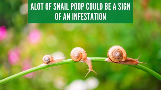 snail infestation