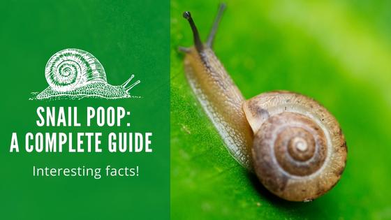 snail poop guide