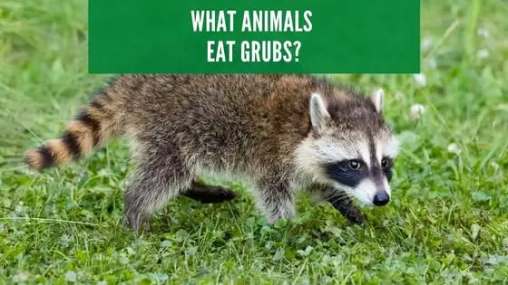 What animals eat grubs?