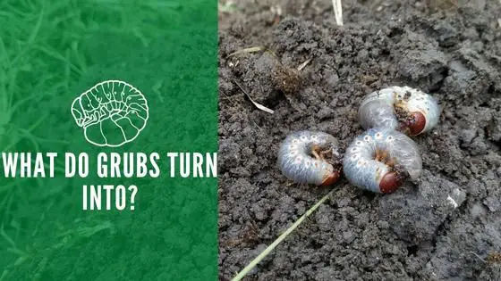 What do grubs turn into?