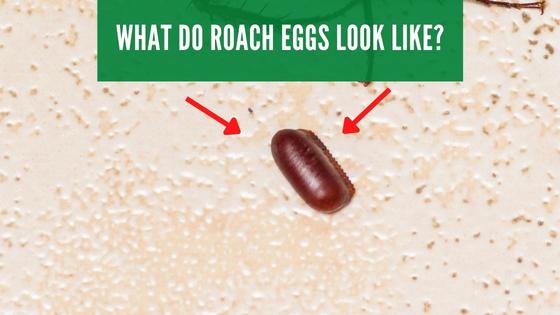 what do roach eggs look like