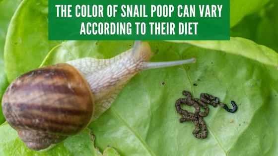 what does snail poop look like