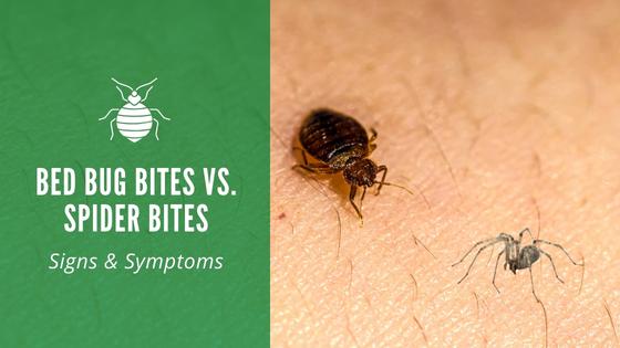 Bed Bug Bites Vs. Spider Bites