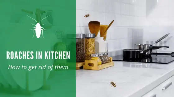 Roaches In Kitchen How To Get Rid Of And Prevent Them   Roaches In Kitchen 