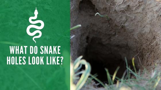 What Do Snake Holes Look Like