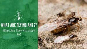 What are flying ants and what are they attracted to