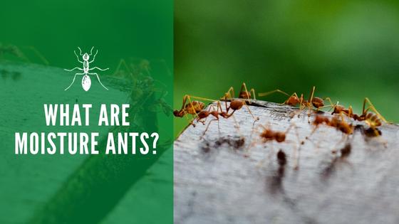 What are moisture ants