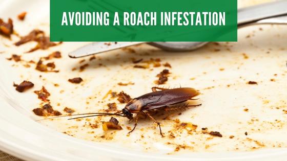 avoiding a roach infestation