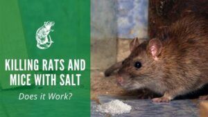 killing rats and mice with salt