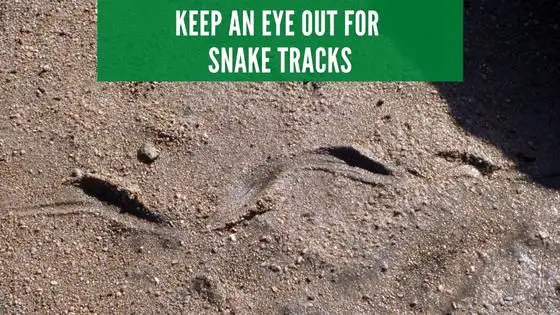 look out for snake tracks