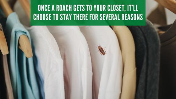 Roaches stay in closets for many reasons