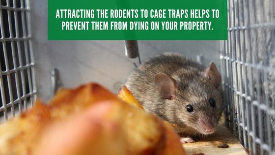 rodent cage traps