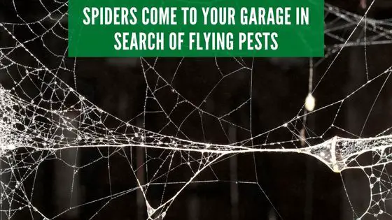 spiders in garage