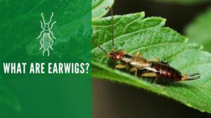what are earwigs
