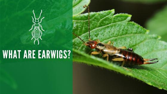 What Are Earwigs: Identification, Environment, Life Cycle, and More