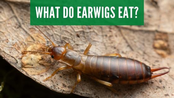 What do earwigs eat