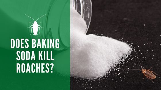 Does Baking Soda Kill Roaches
