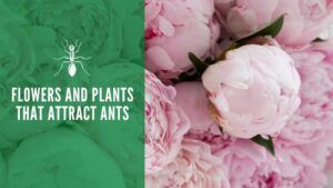 Flowers and Plants That Attract Ants