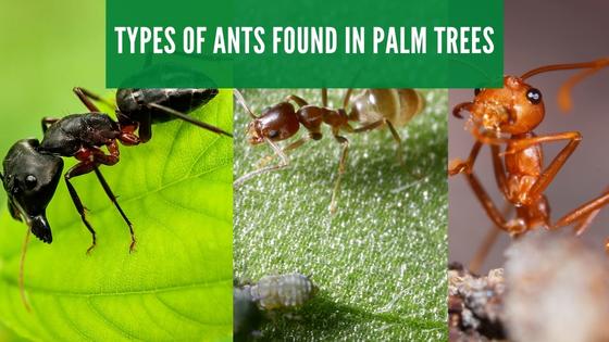 Types of ants found in palm trees