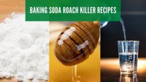 DIY Roach Killer
 Does Baking Soda Kill Roaches DIY Roach Killer Recipes