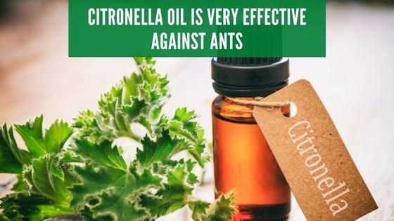 citronella oil for ants
