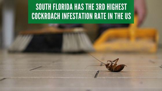 cockroaches in south florida