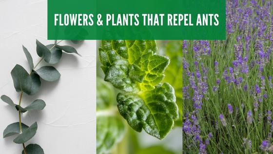 flowers and plants that repel ants