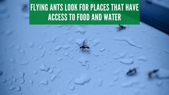 flying ants are attracted to places with water and food access