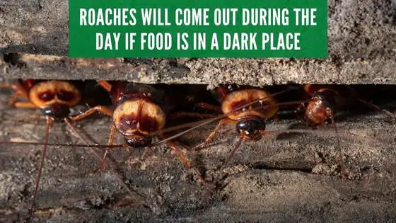 roaches will come out during the day if food is in a dark place