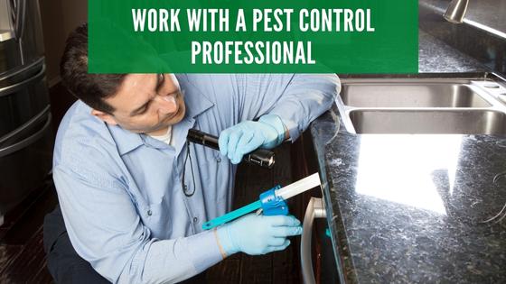 work with a pest control pro for moisture ants