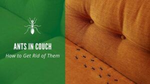 ants in couch