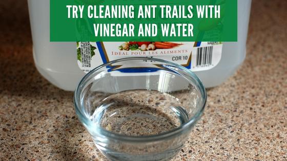 vinegar and water for ant trails