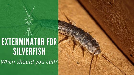 Exterminator for Silverfish