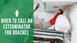 When to Call an Exterminator For Roaches