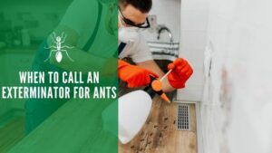 When to Call an Exterminator for Ants