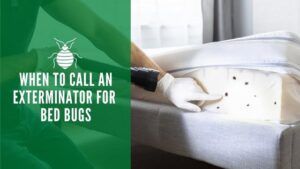 When to call an exterminator for bed bugs