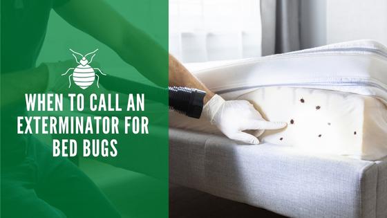 When to call an exterminator for bed bugs