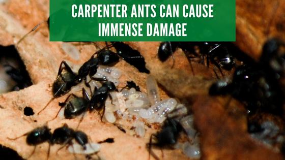 carpenter ant damage