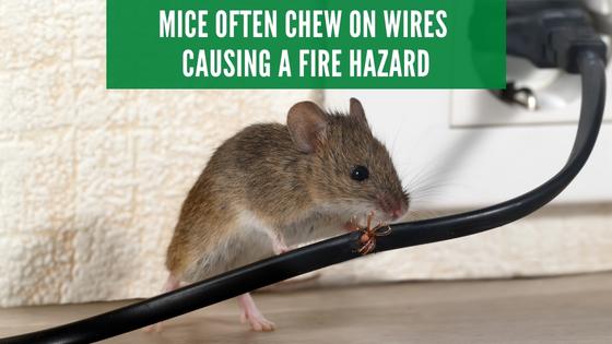 mice chew on wires