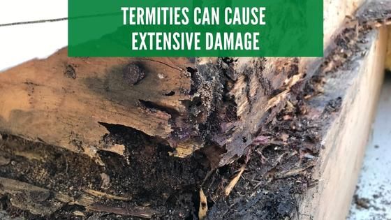 termite damage