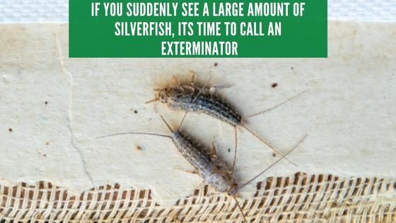 when to call a silverfish exterminator 2
