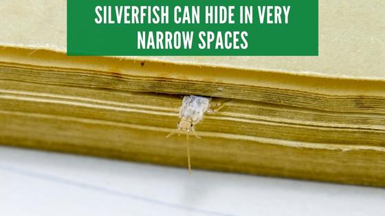 where do silverfish hide