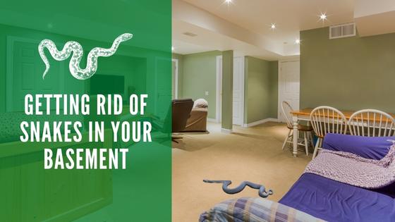 Getting Rid of Snakes in Your Basement