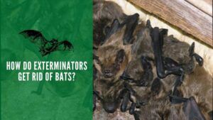 How do Exterminators Get Rid of Bats