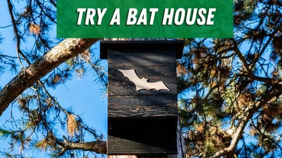 bat house