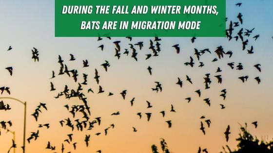 bat migration