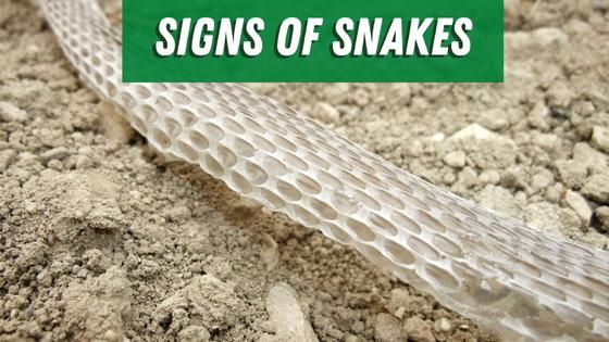 signs of snakes