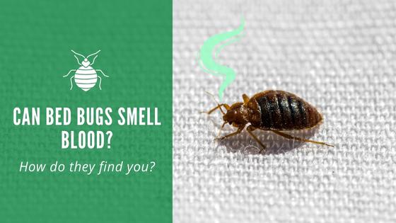 Can Bed Bugs Smell Blood