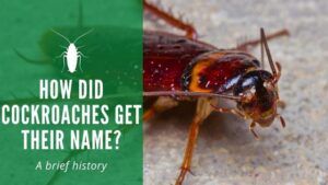 How Did Cockroaches Get Their Name