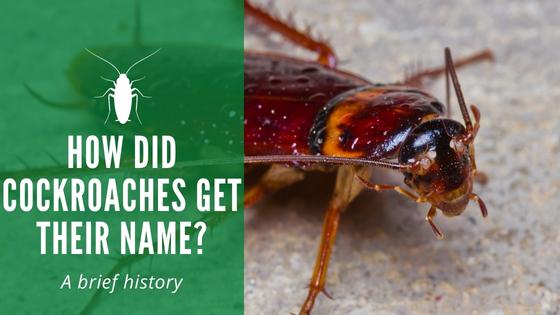 How Did Cockroaches Get Their Name